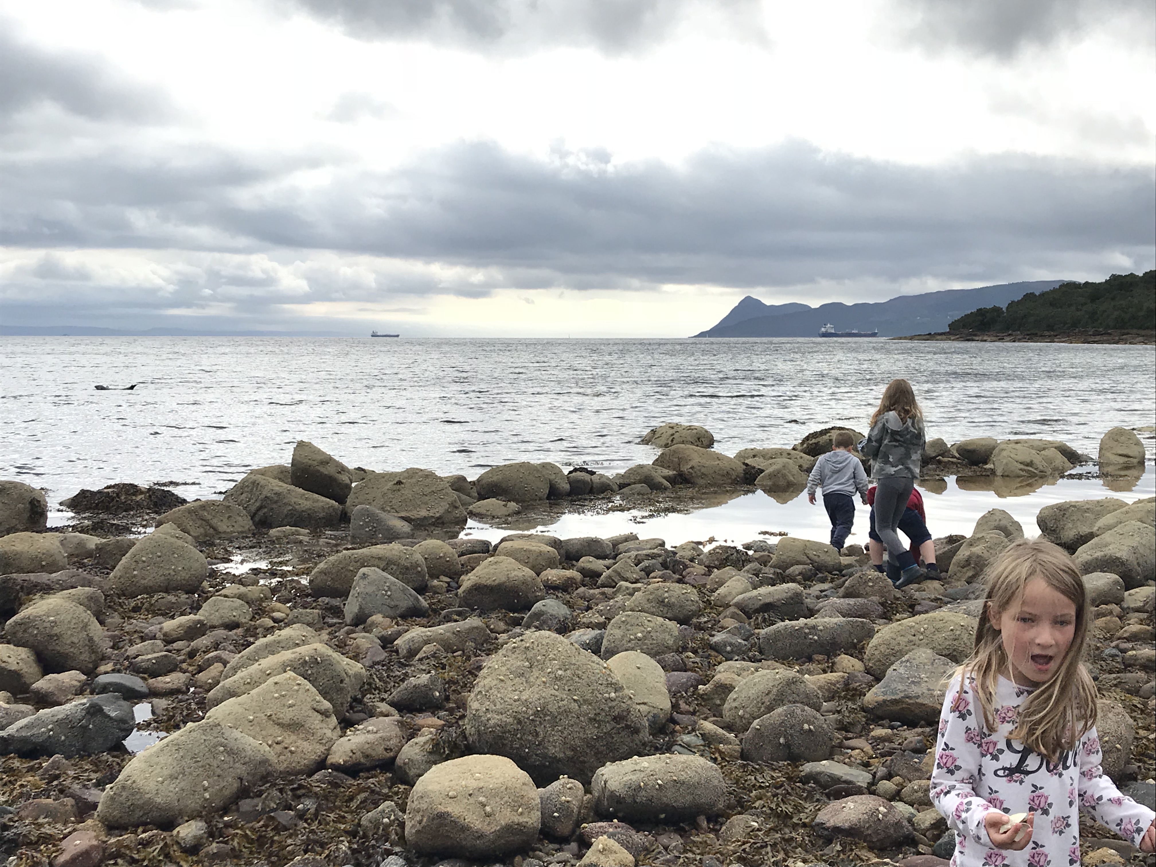 Looking For Seals Near Brodick Castle