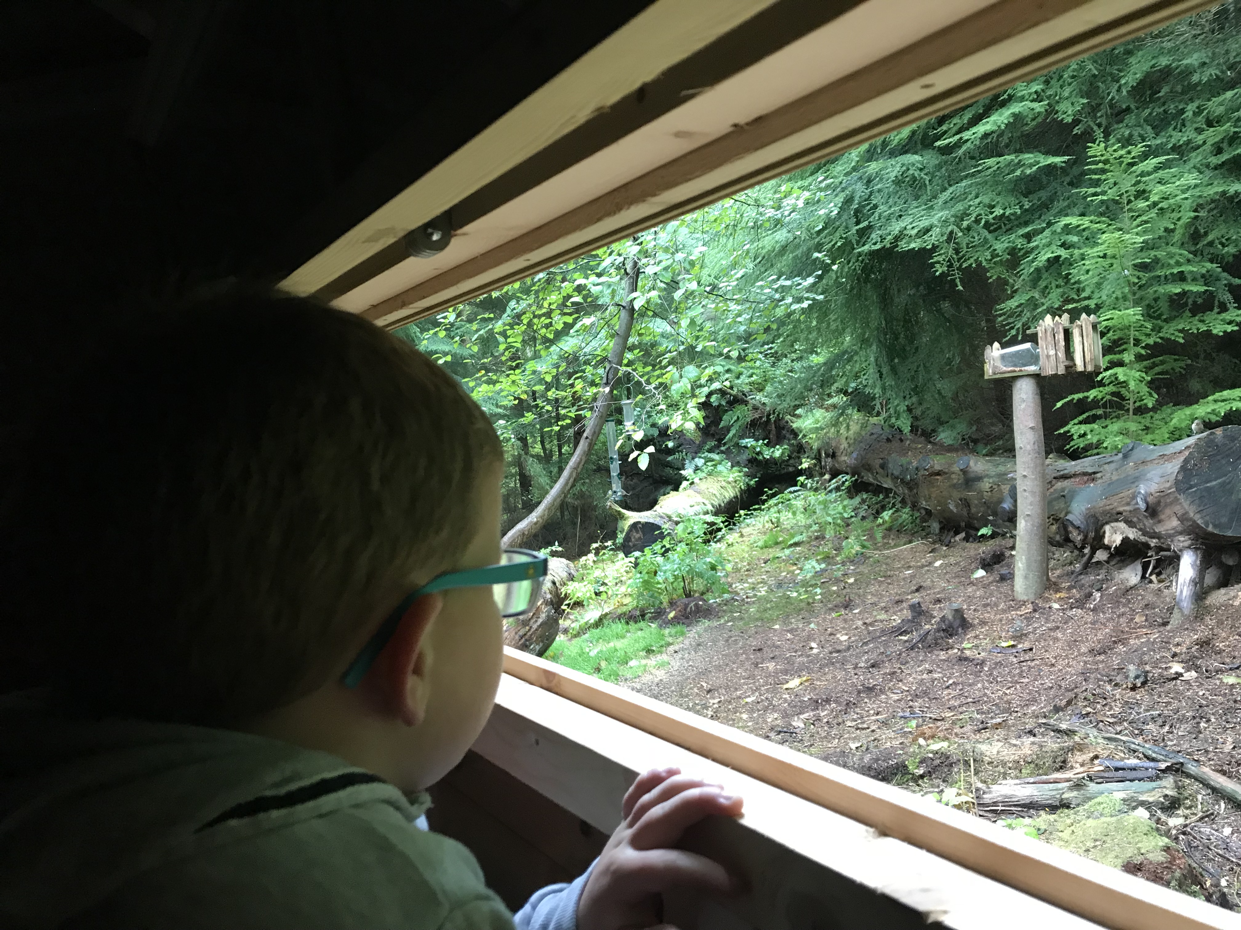 Red Squirrel Hide (1)